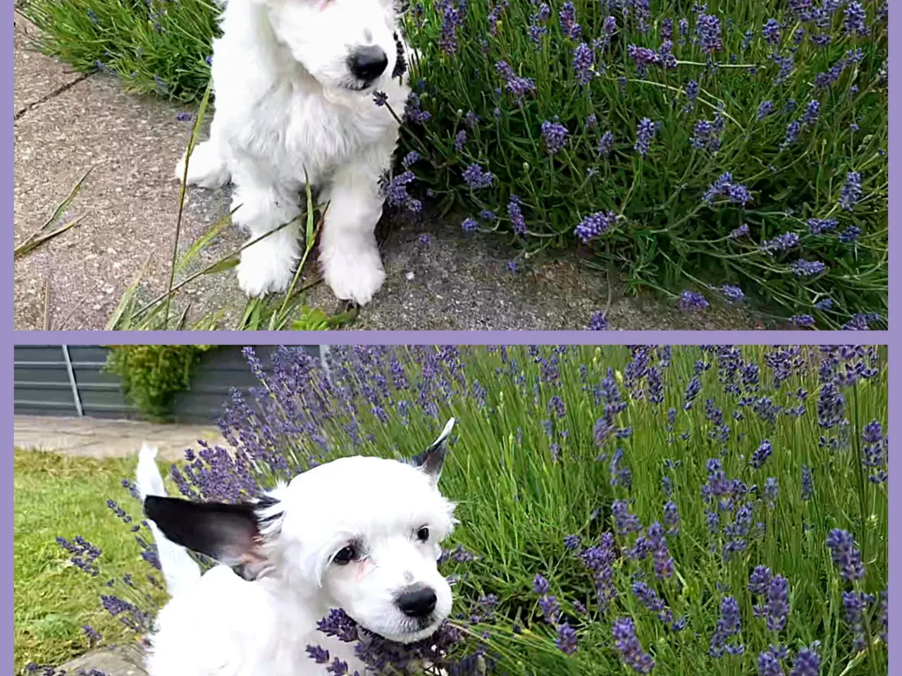 Billede 1 - Chinese Crested med DKK stambog (Allergivenlig)
