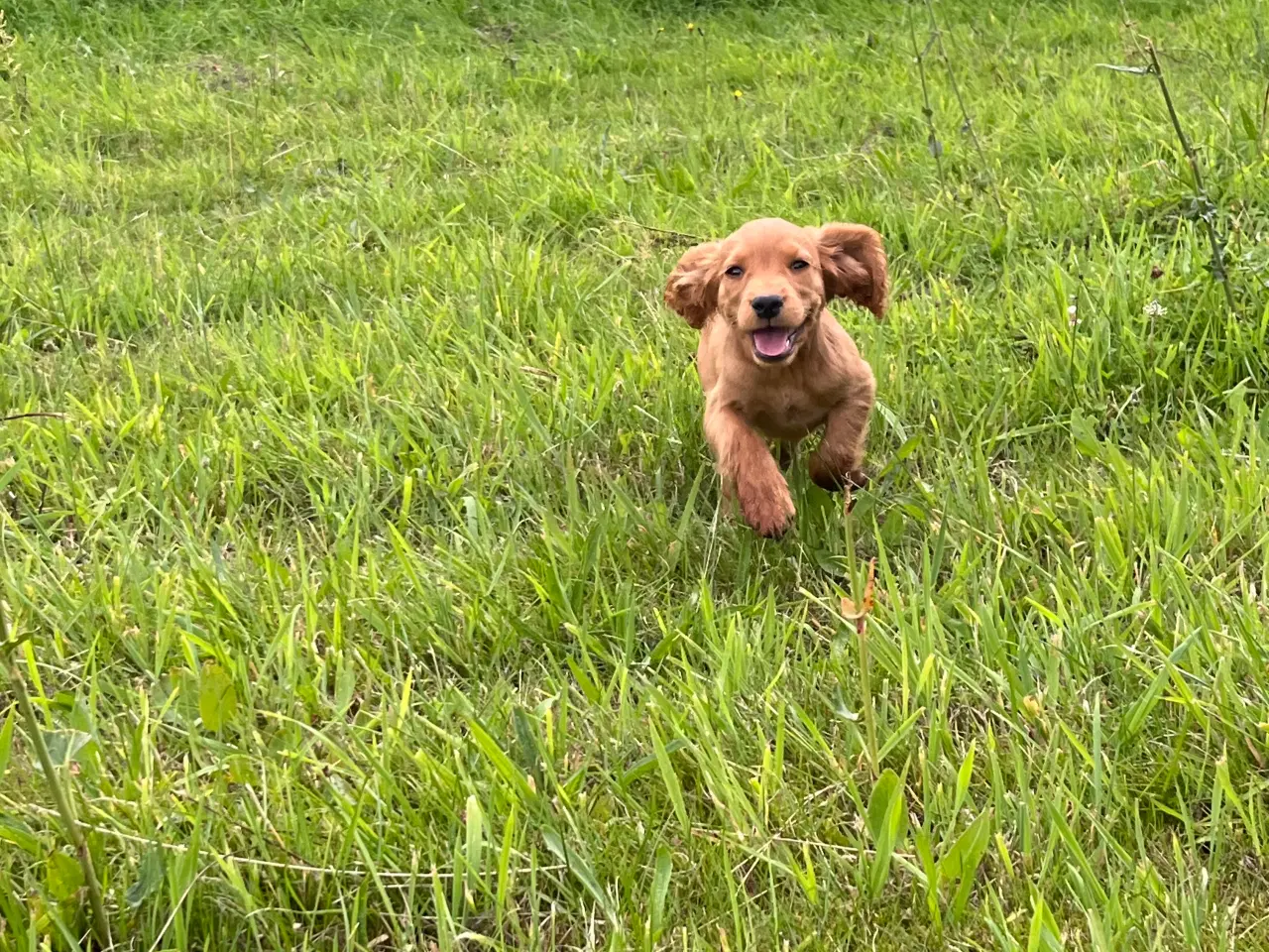 Billede 2 - Ft cocker spaniel 