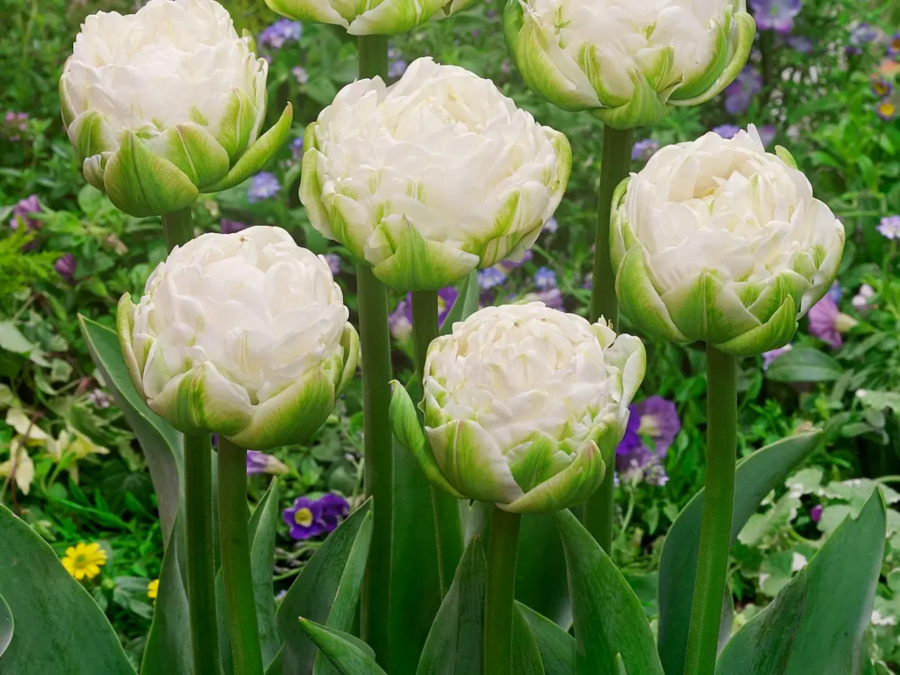 Billede 1 - Hvid Dobbelttulipan “White Mountain” – Tulipanløg 