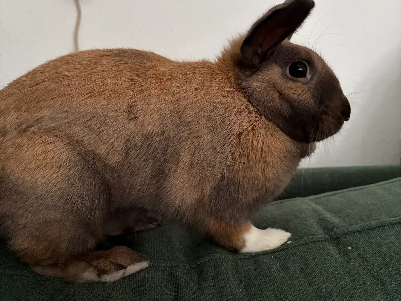 Billede 3 - Ella søger ny familie 