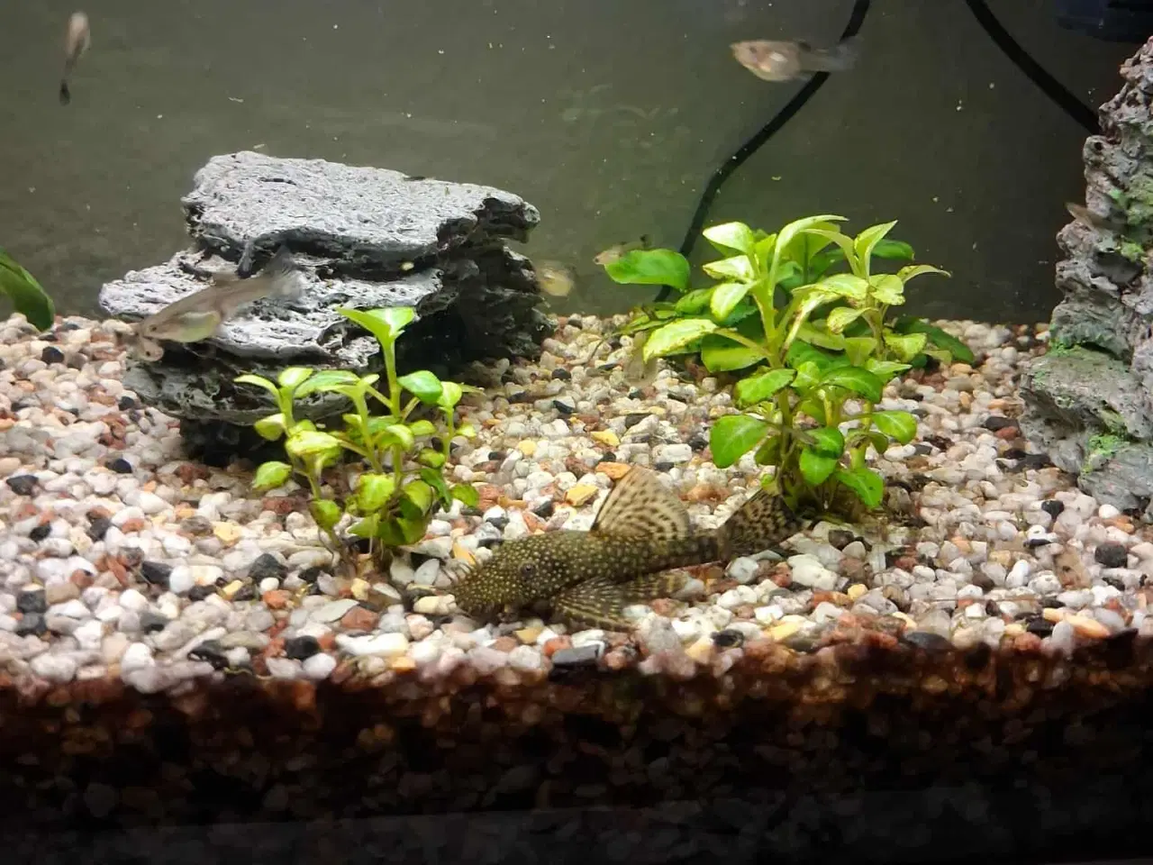 Billede 2 - akvarier med fisk