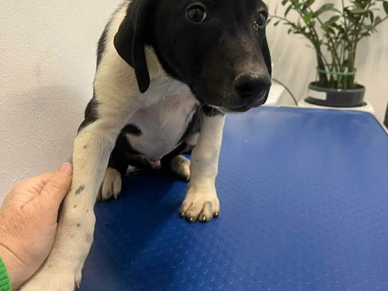 Billede 7 - Skønne Joey søger familie