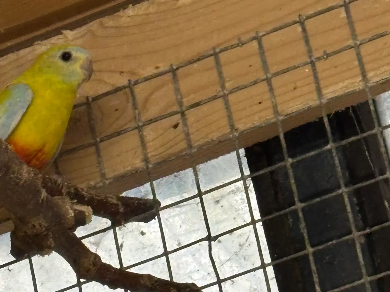 Billede 3 - Græsparakit