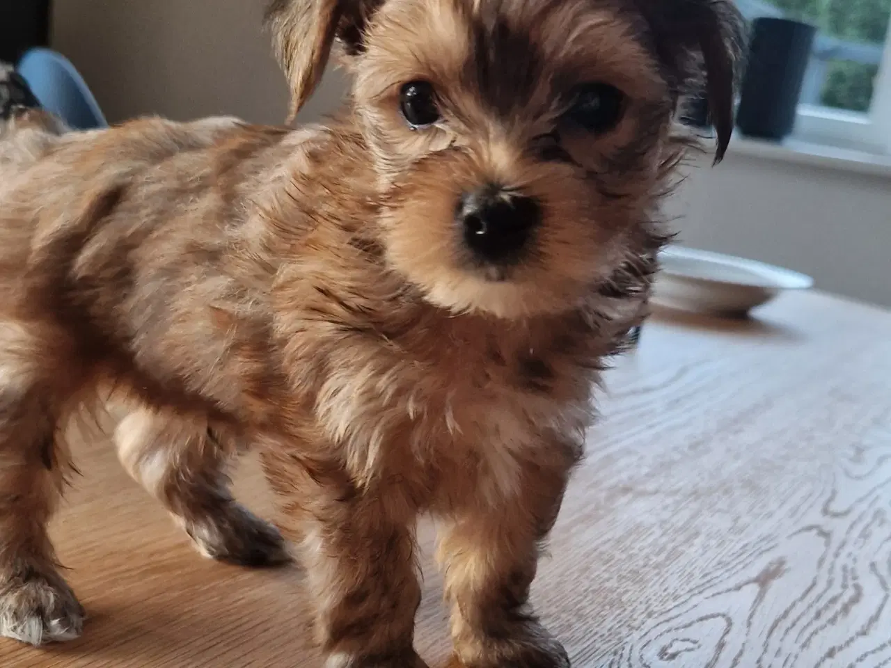 Billede 9 - Yorkshire terrier Biewer 