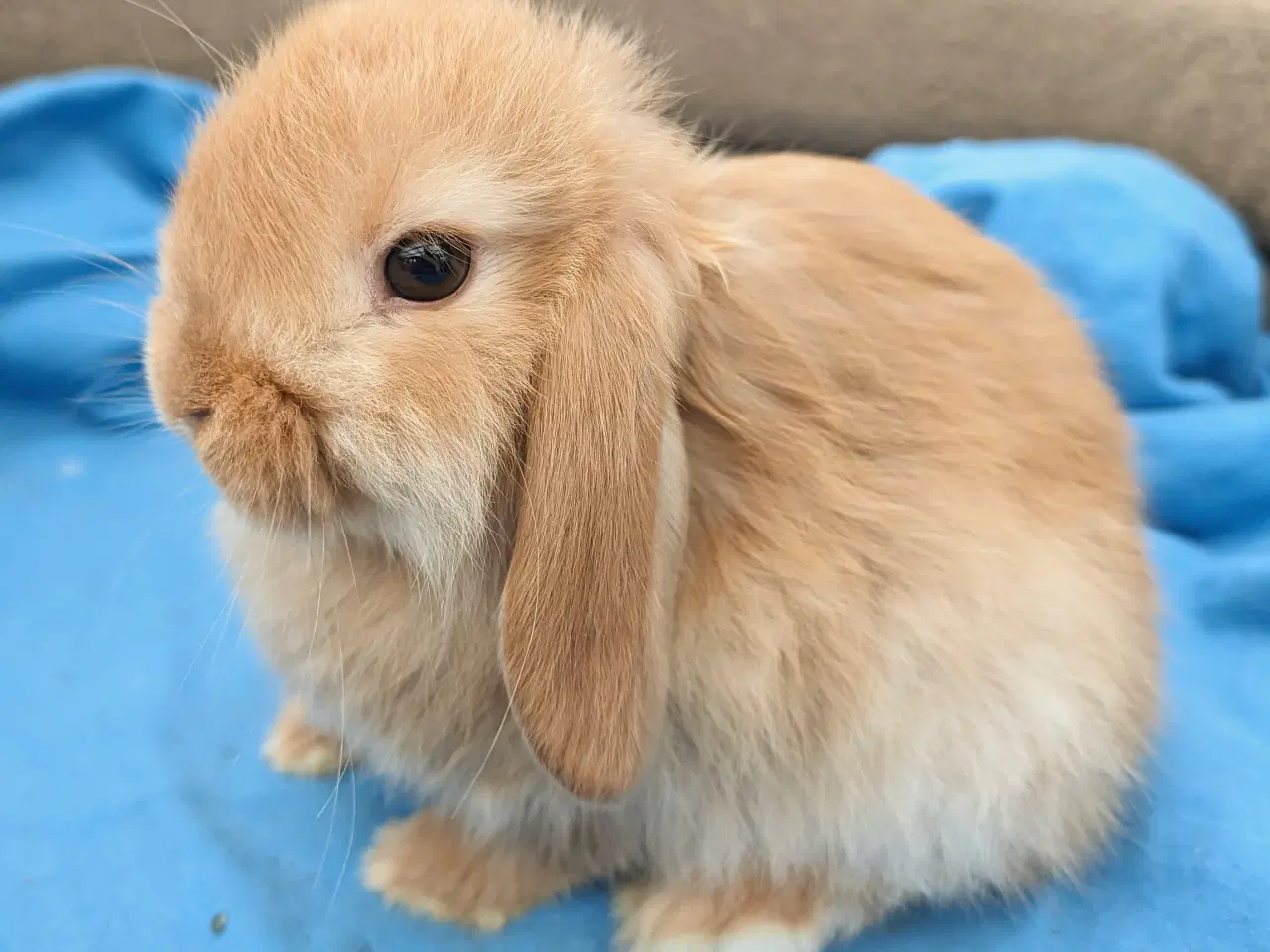 Billede 3 - Minilop kaninunge sælges