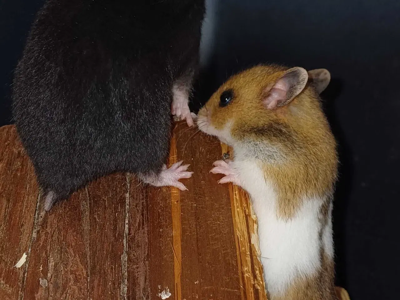 Billede 18 - Guldhamster unger