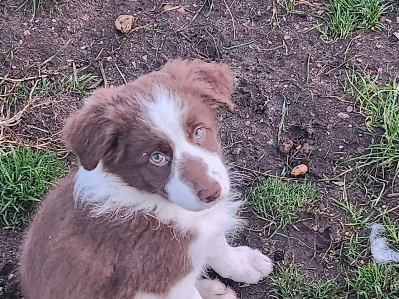 Billede 3 - Border collie/ Australien Shepherd mix