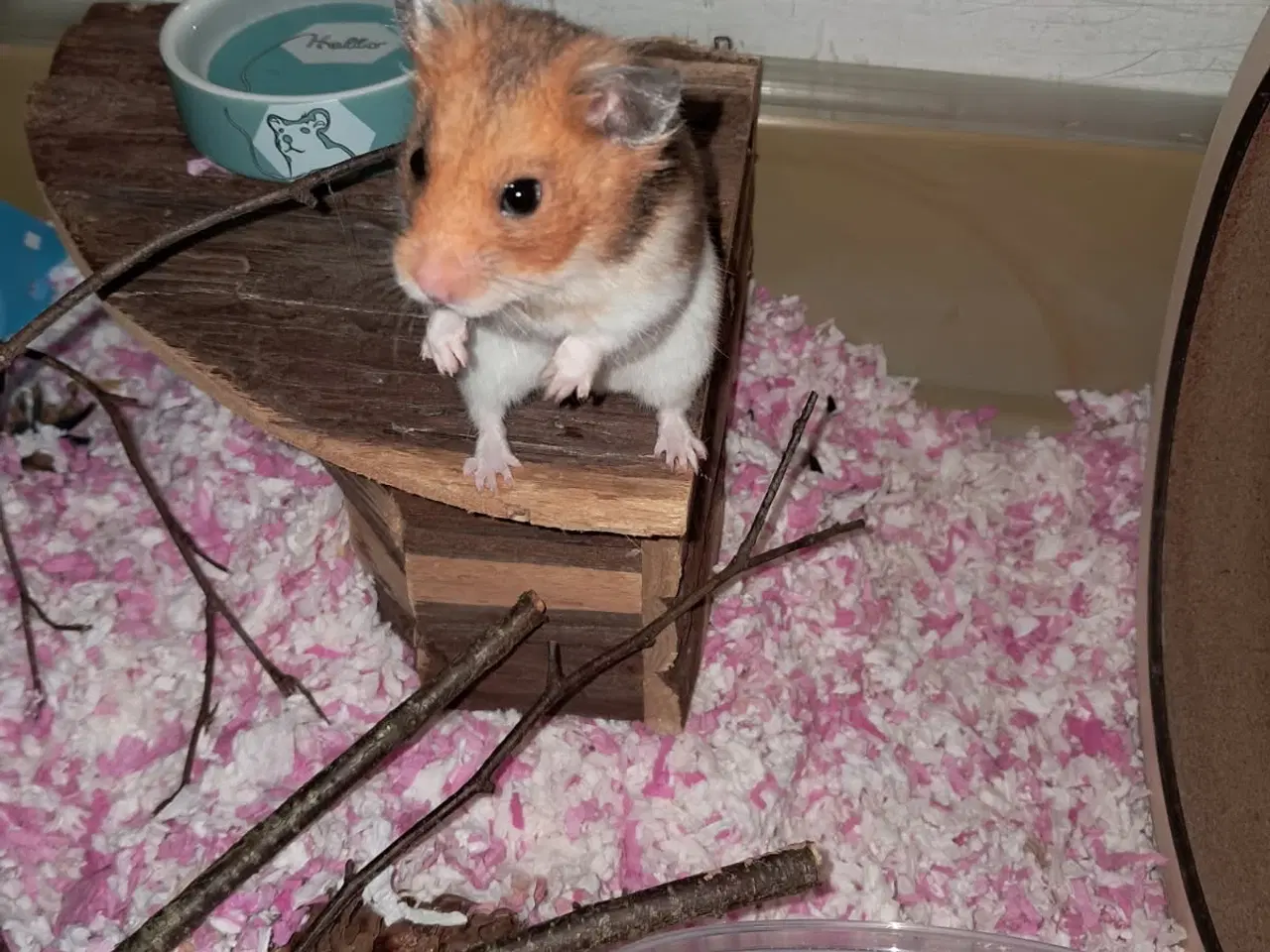 Billede 2 - Guldhamster bortgives