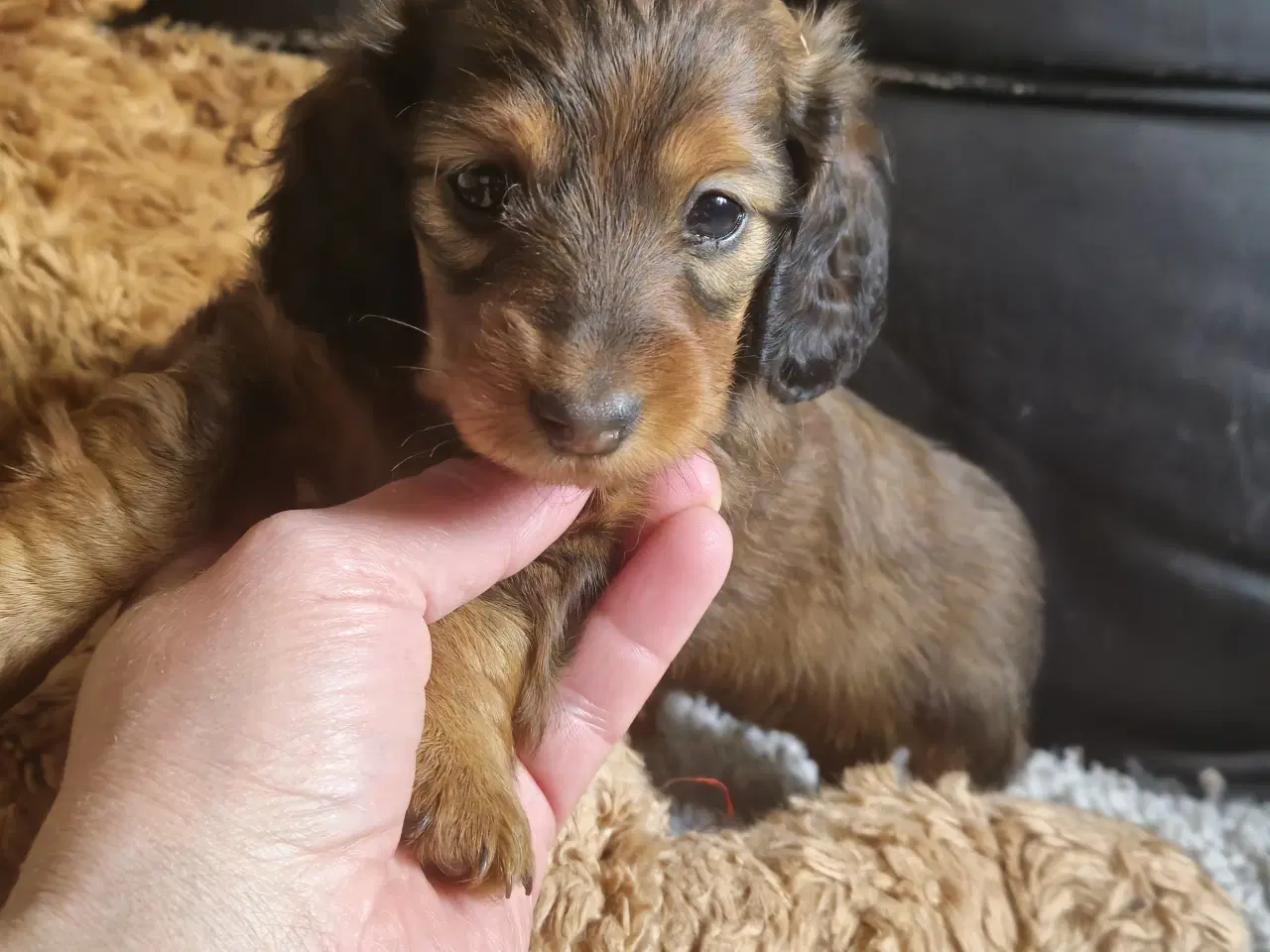 Billede 11 - lang Håret Dværg/Mini Gravhund