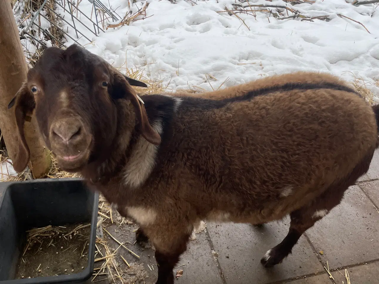 Billede 15 - Kærlig nyt hjem søges til to søde geder 🐐 🐐 