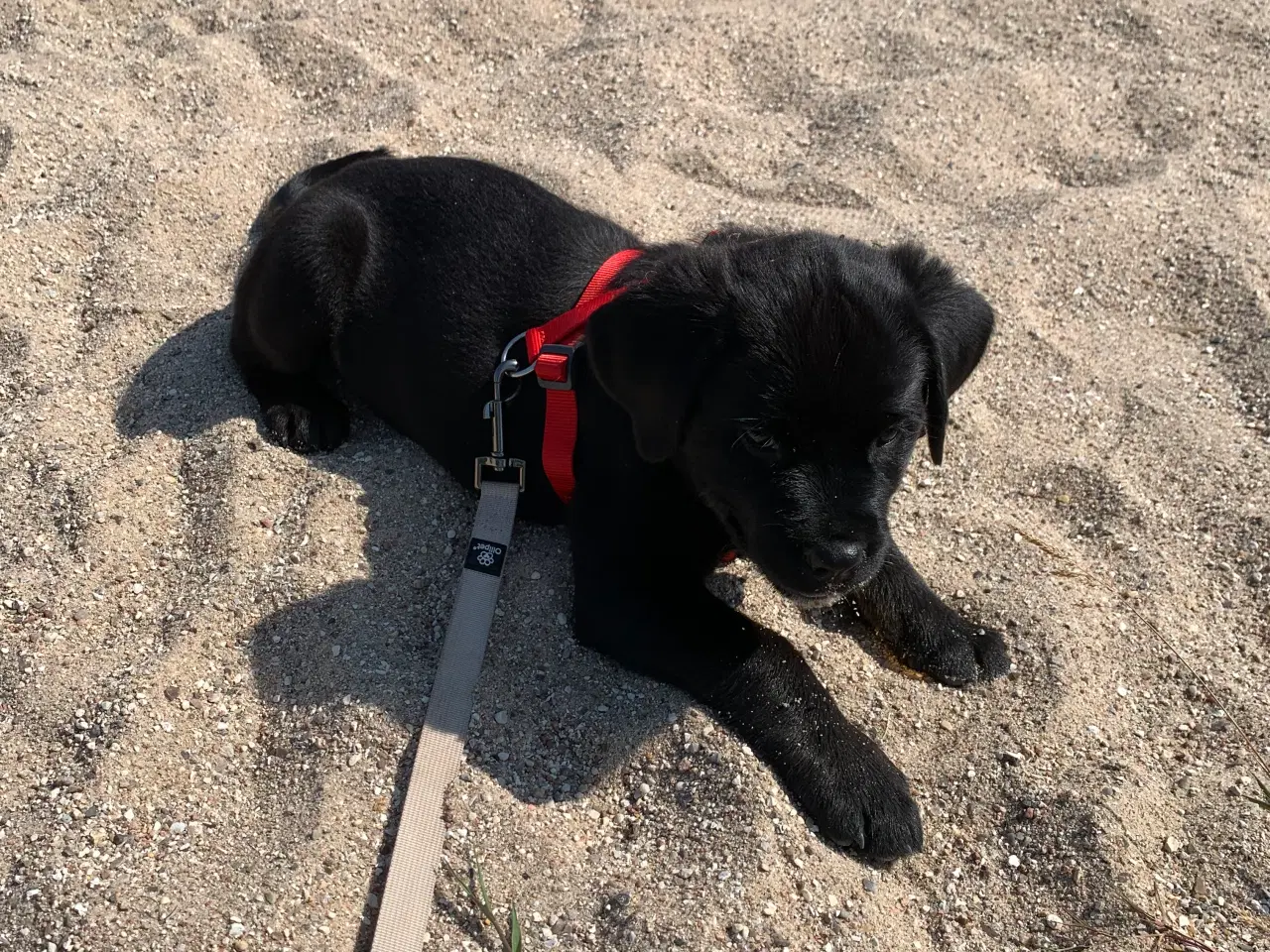 Billede 4 - Hvalp søger nyt hjem Golden retriver / Rottweiler 