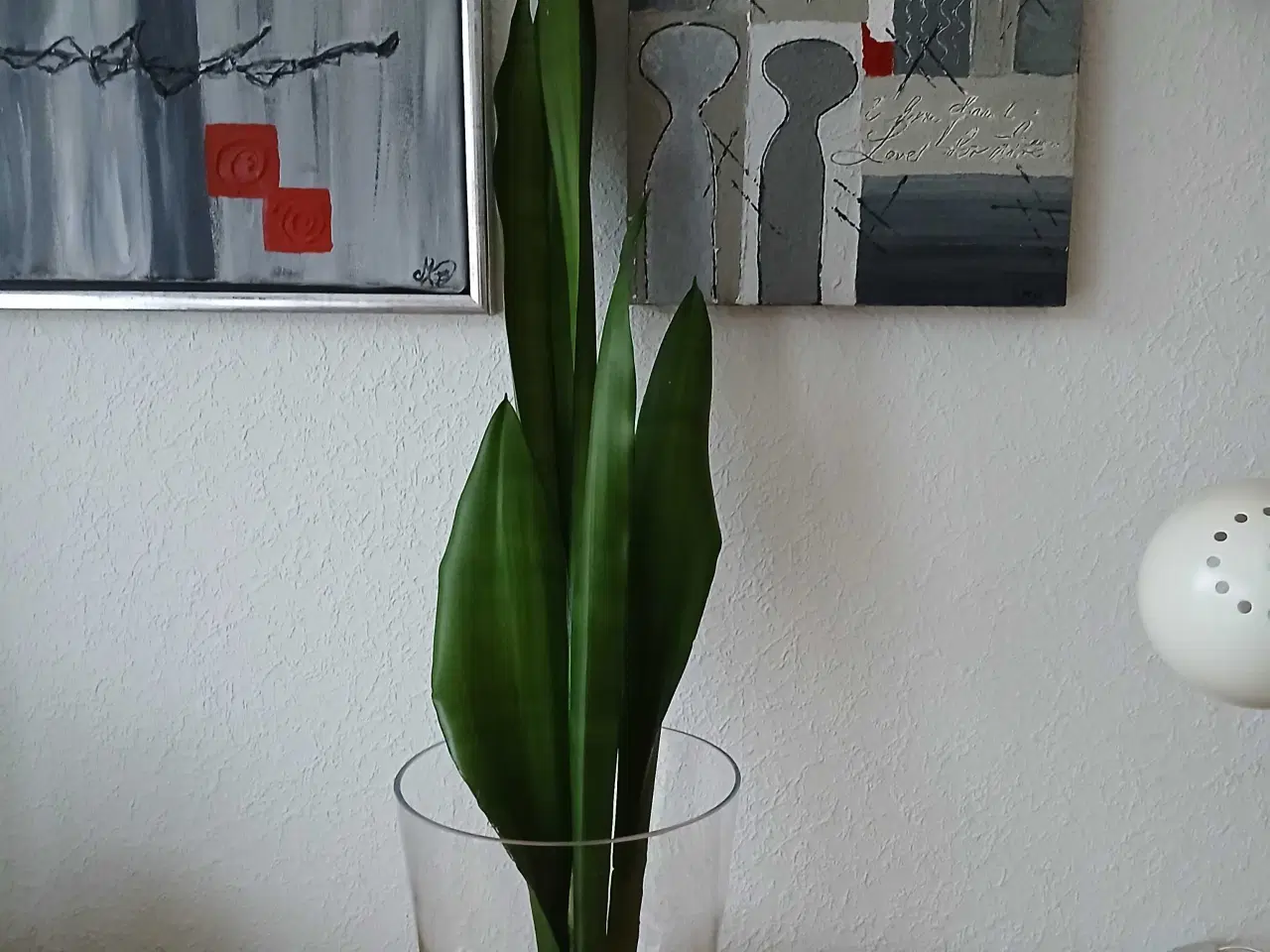 Billede 2 - Svigermors skarpe tunge / bajonetplante