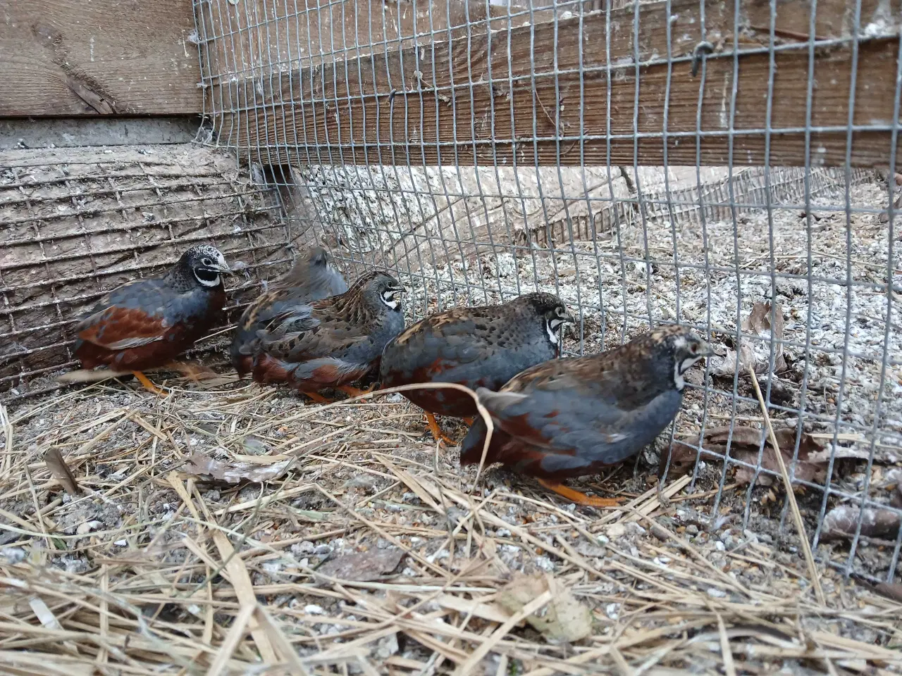 Billede 1 - Dværgvagtel