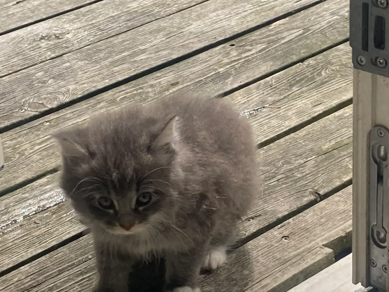 Billede 12 - Maincoon/Ragdoll/BS