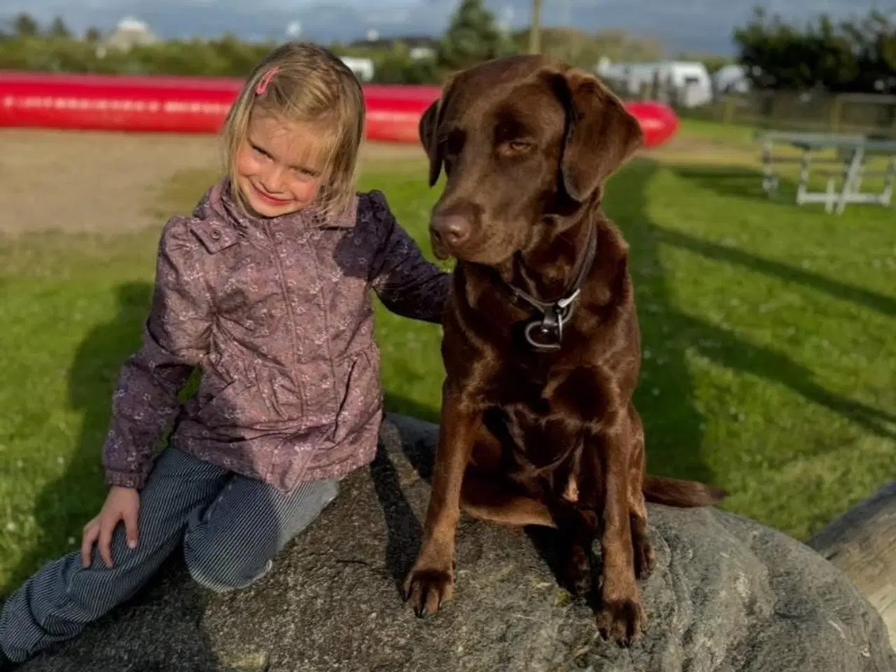 Billede 5 - Labrador hundehvalp