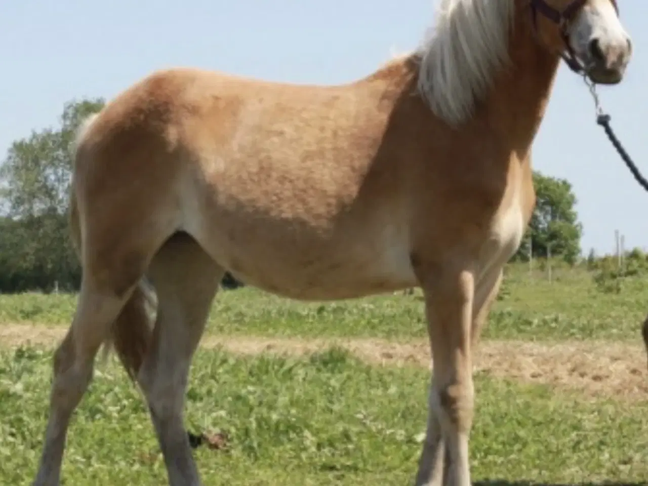Billede 3 - Haflinger hoppeplag