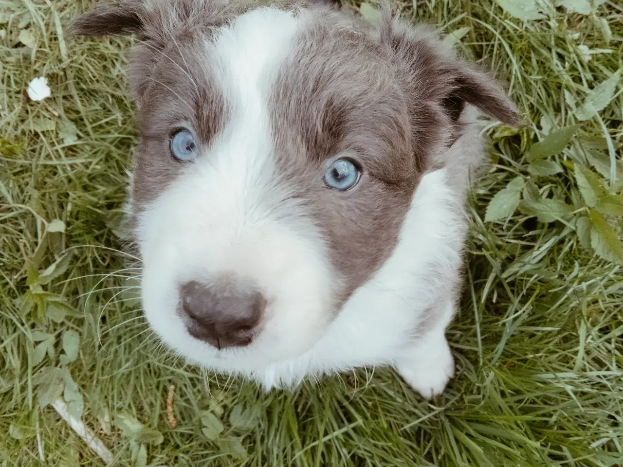 Billede 11 - Dejlige Border Aussie hvalpe til salg. 