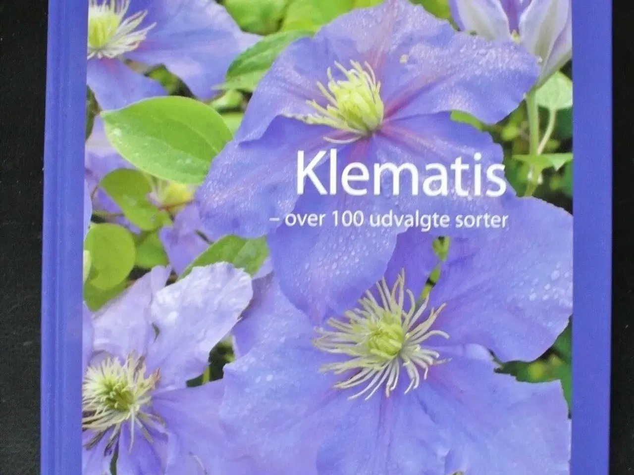 Billede 1 - klematis - over 100 udvalgte sorter, af andromeda 