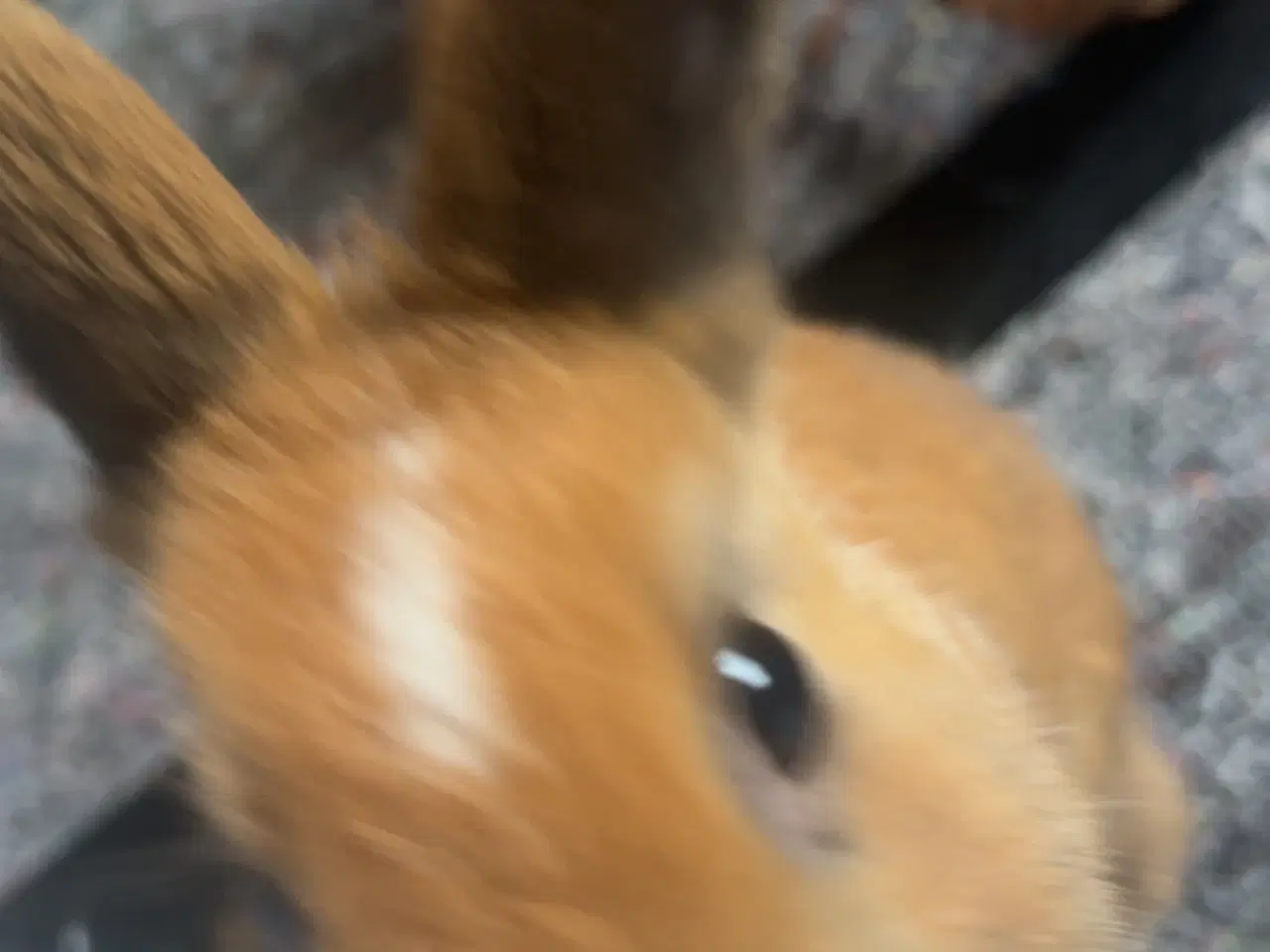 Billede 4 - Løvehovde kaniner 