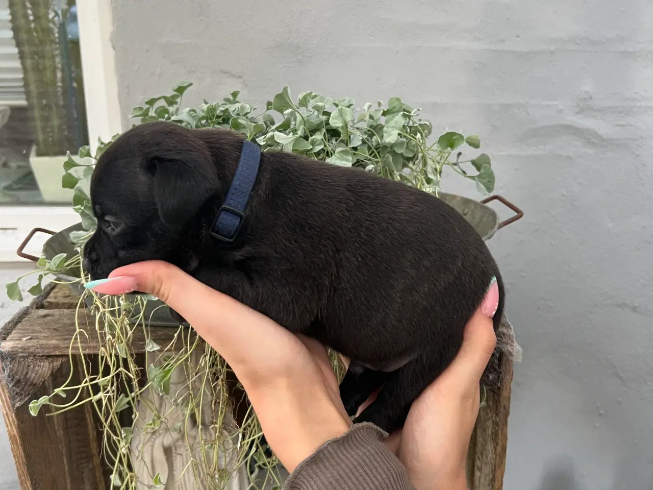 Billede 12 - Engelsk Staffordshirre bullterrier hvalpe 