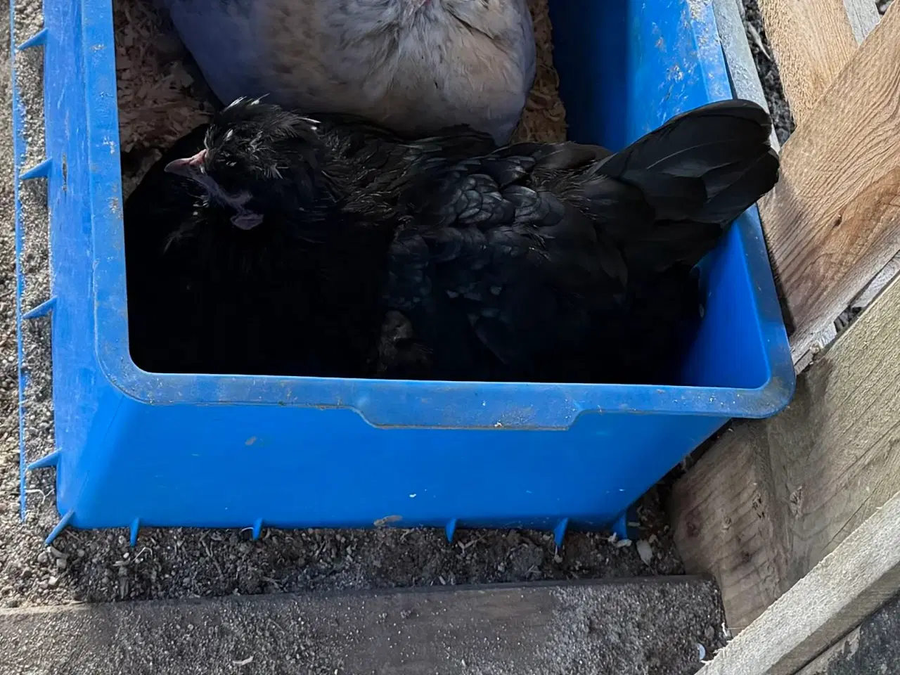 Billede 2 - 2 mellemstore blandings høner