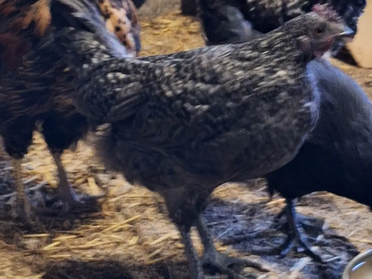 Billede 2 - Tre flotte unghaner 