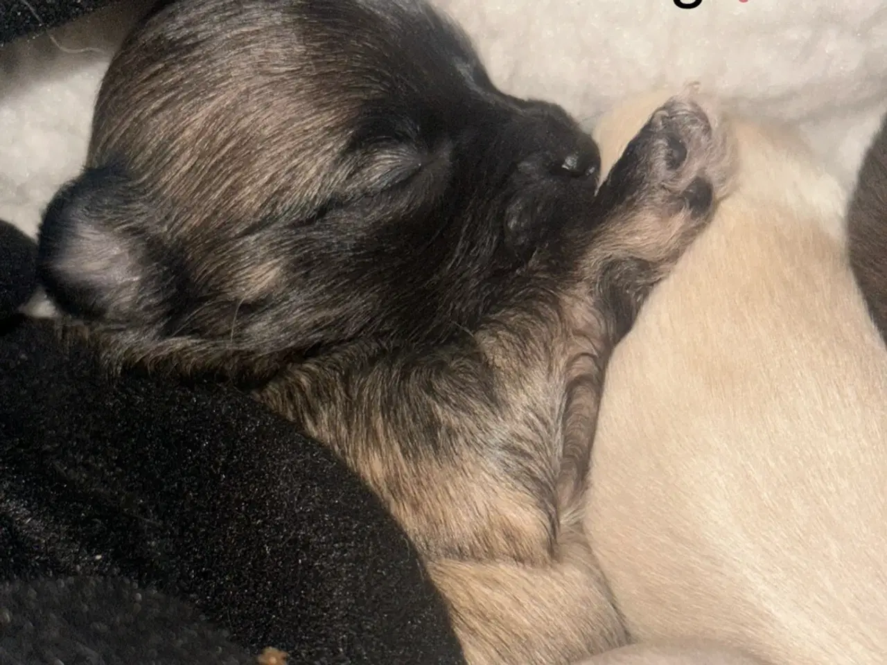 Billede 15 - Skønne chihuahua blandings hvalpe 