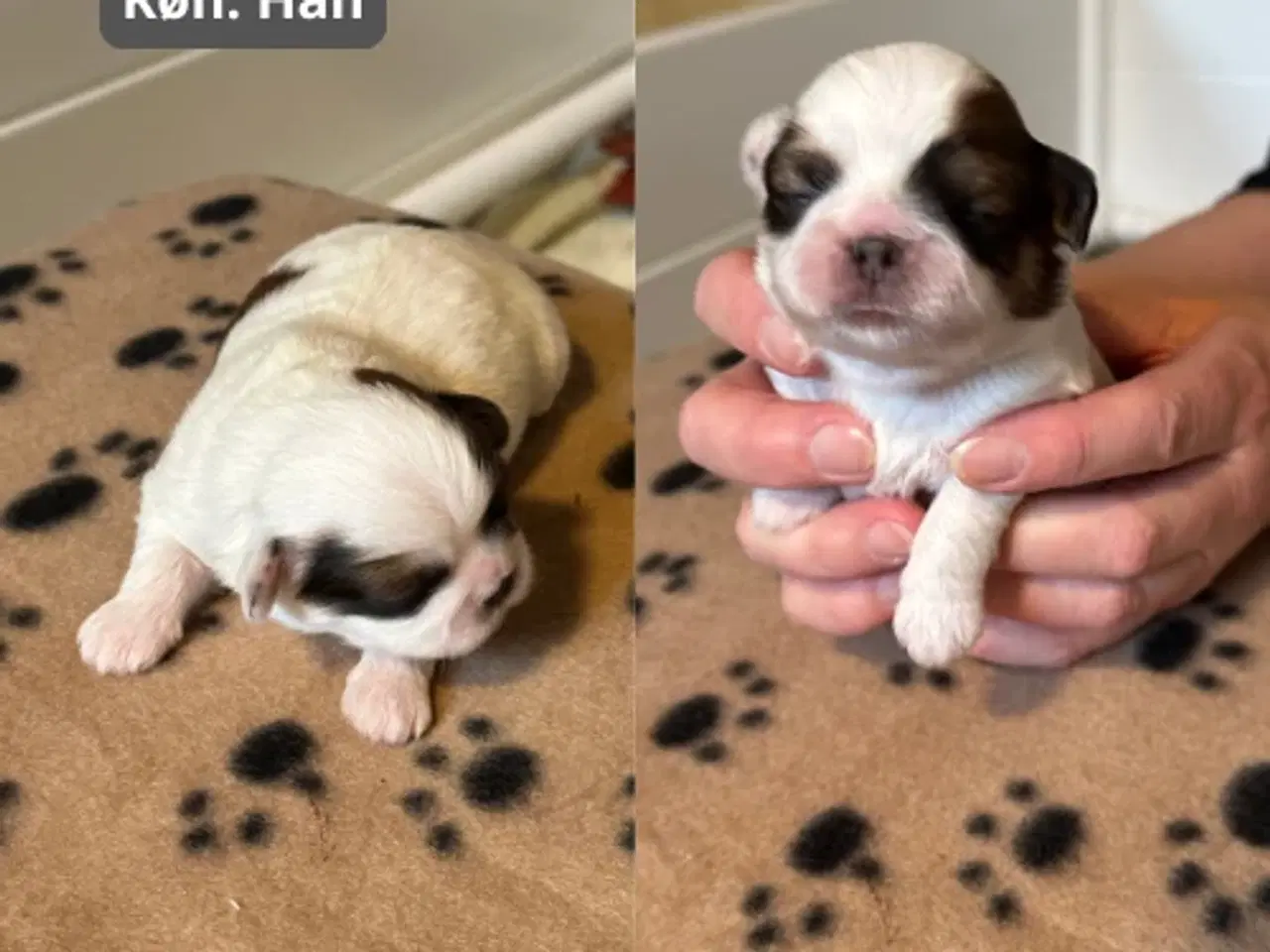 Billede 4 - Skønneste blandingshvalpe af Shih Tzu og Lhasa Aps