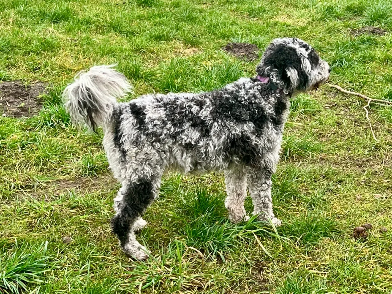 Billede 7 - Lagotto / Spansk Vandhund / Cocker