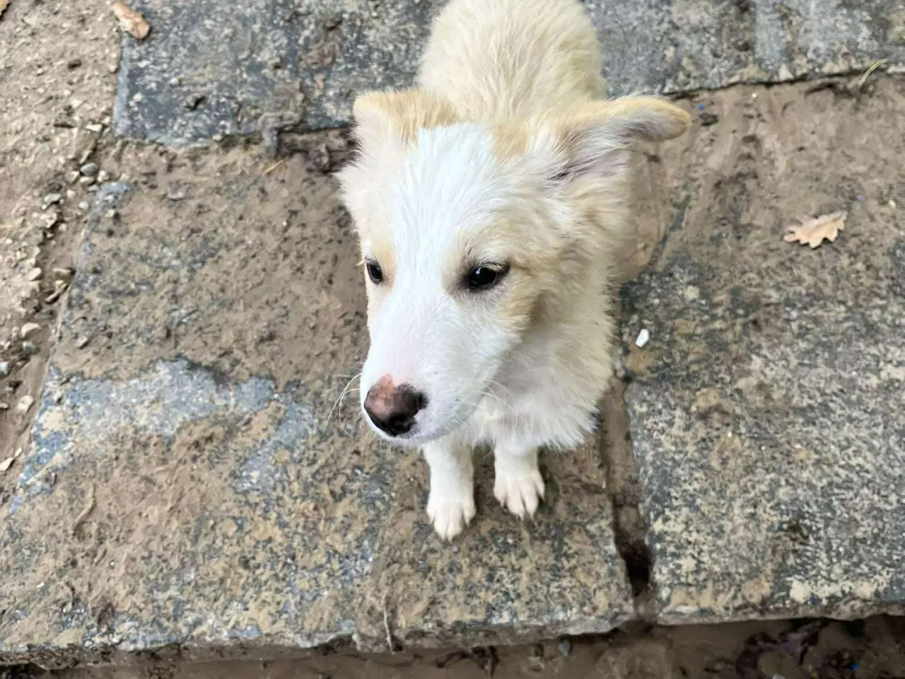 Billede 7 - Skønne Aslak søger familie 💙