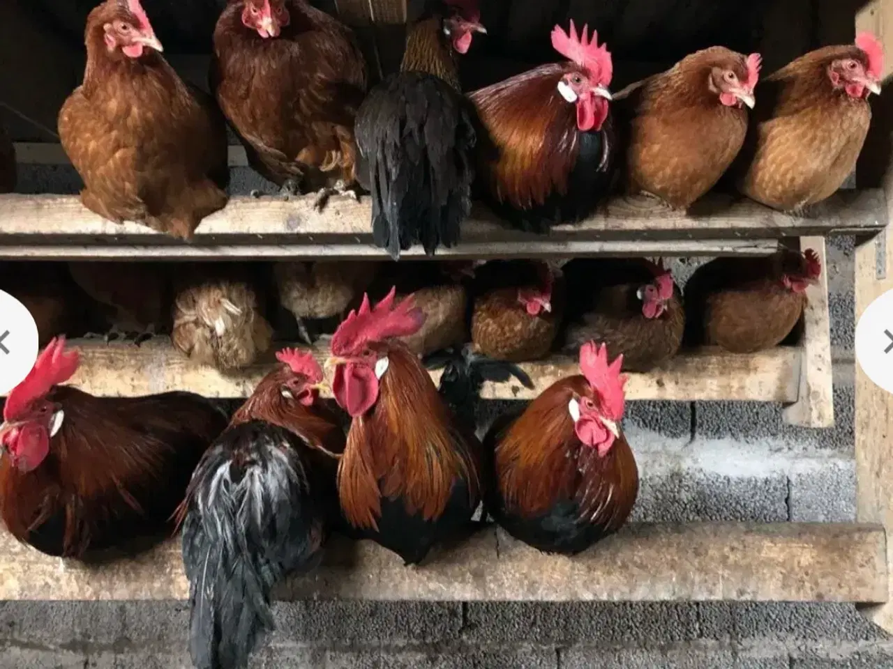 Billede 3 - Rugeæg æglæggere