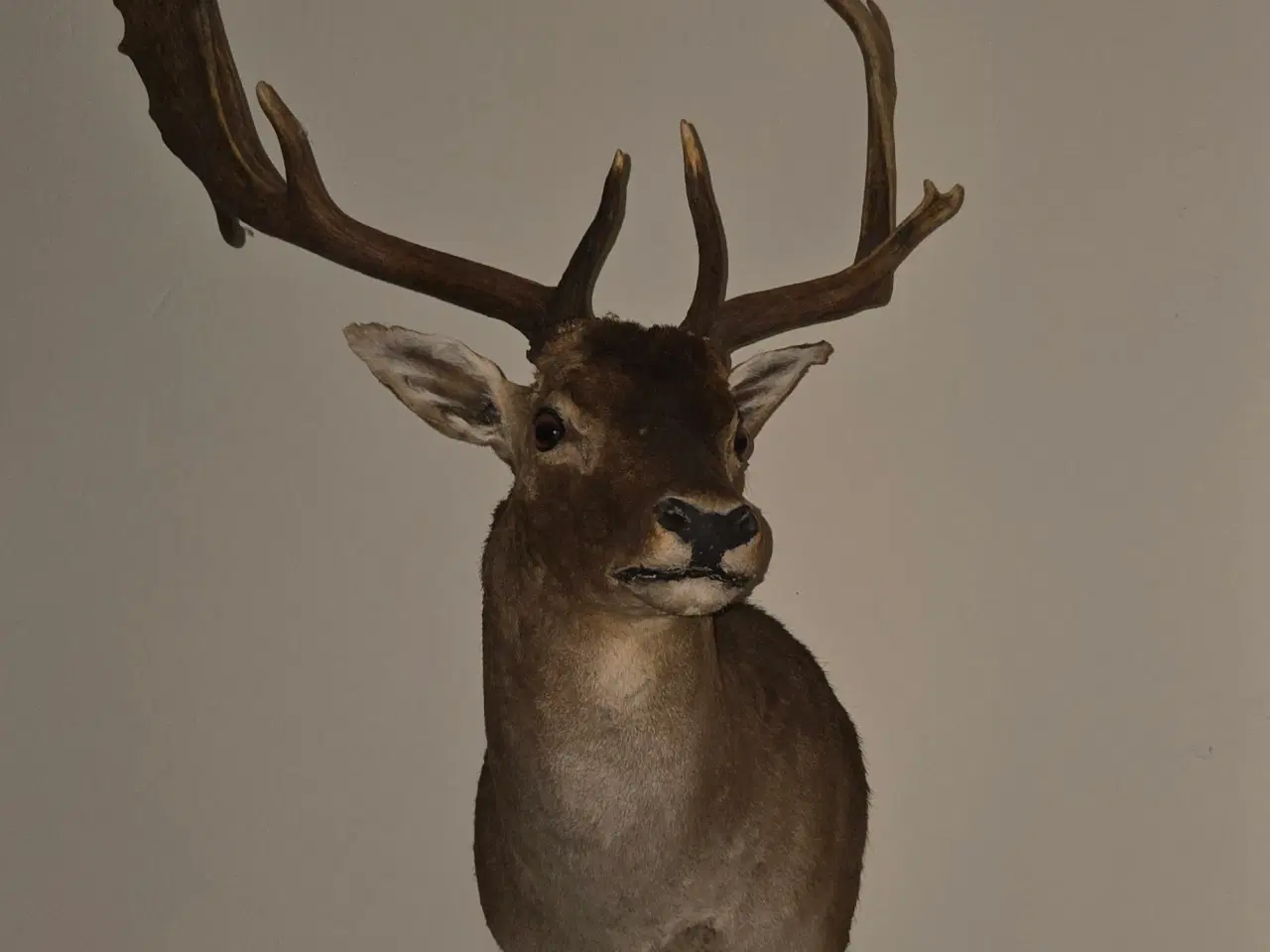 Billede 2 - Dåhjort skulder monteret Gevir