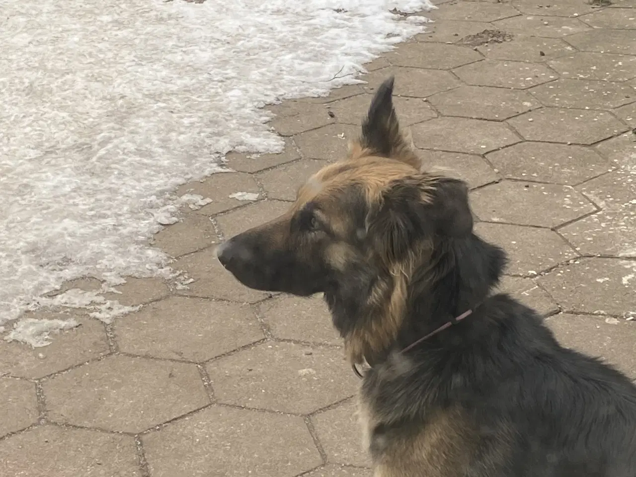 Billede 9 - Schæferhund tæve søger nyt hjem