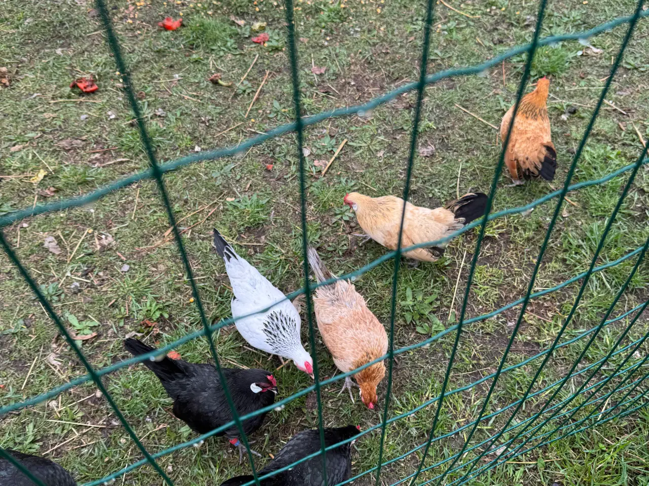Billede 5 - Dværghøns Bantam