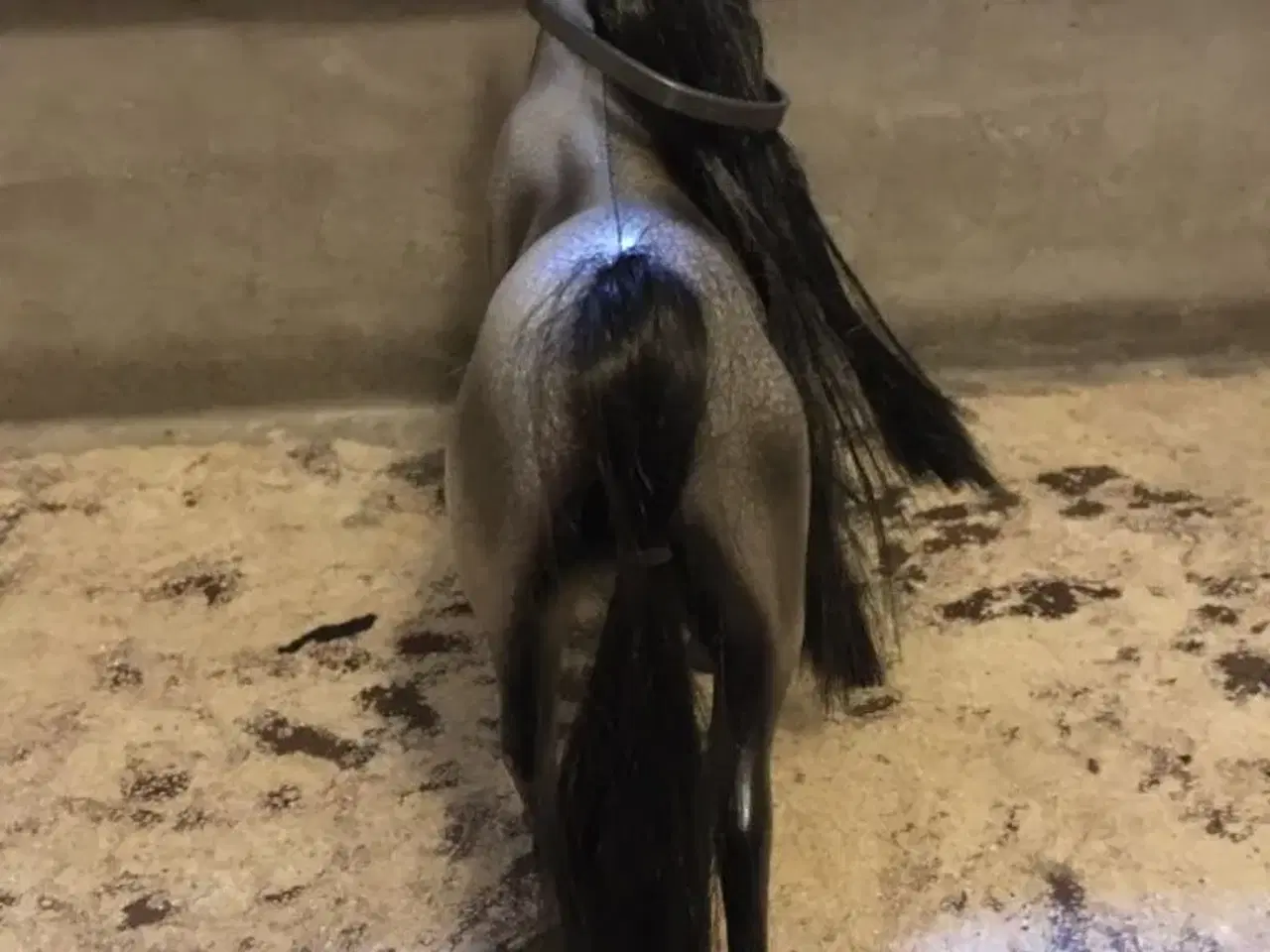 Billede 3 - Grå hest