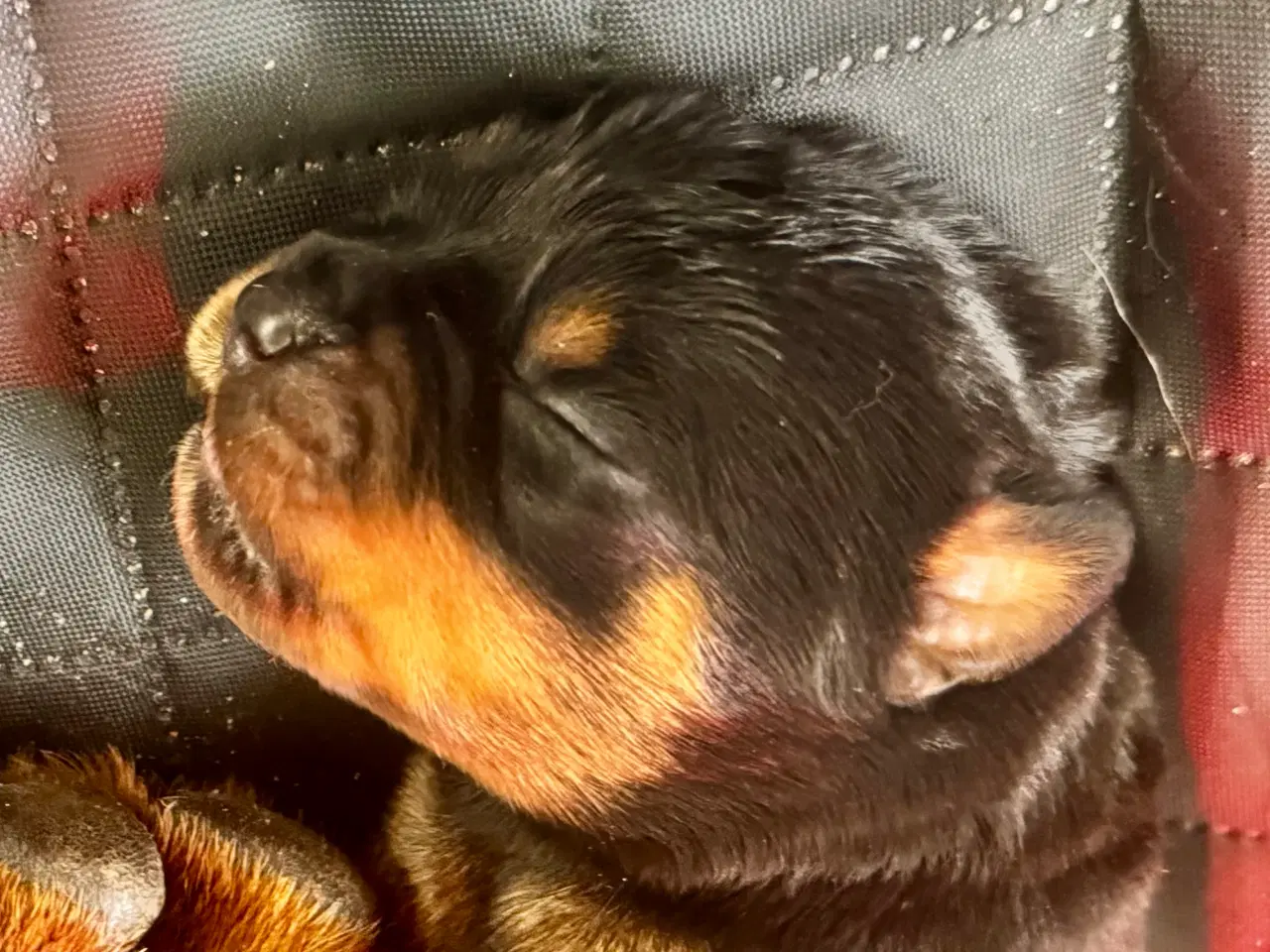 Billede 11 - M.B´Rottweiler Hvalpe