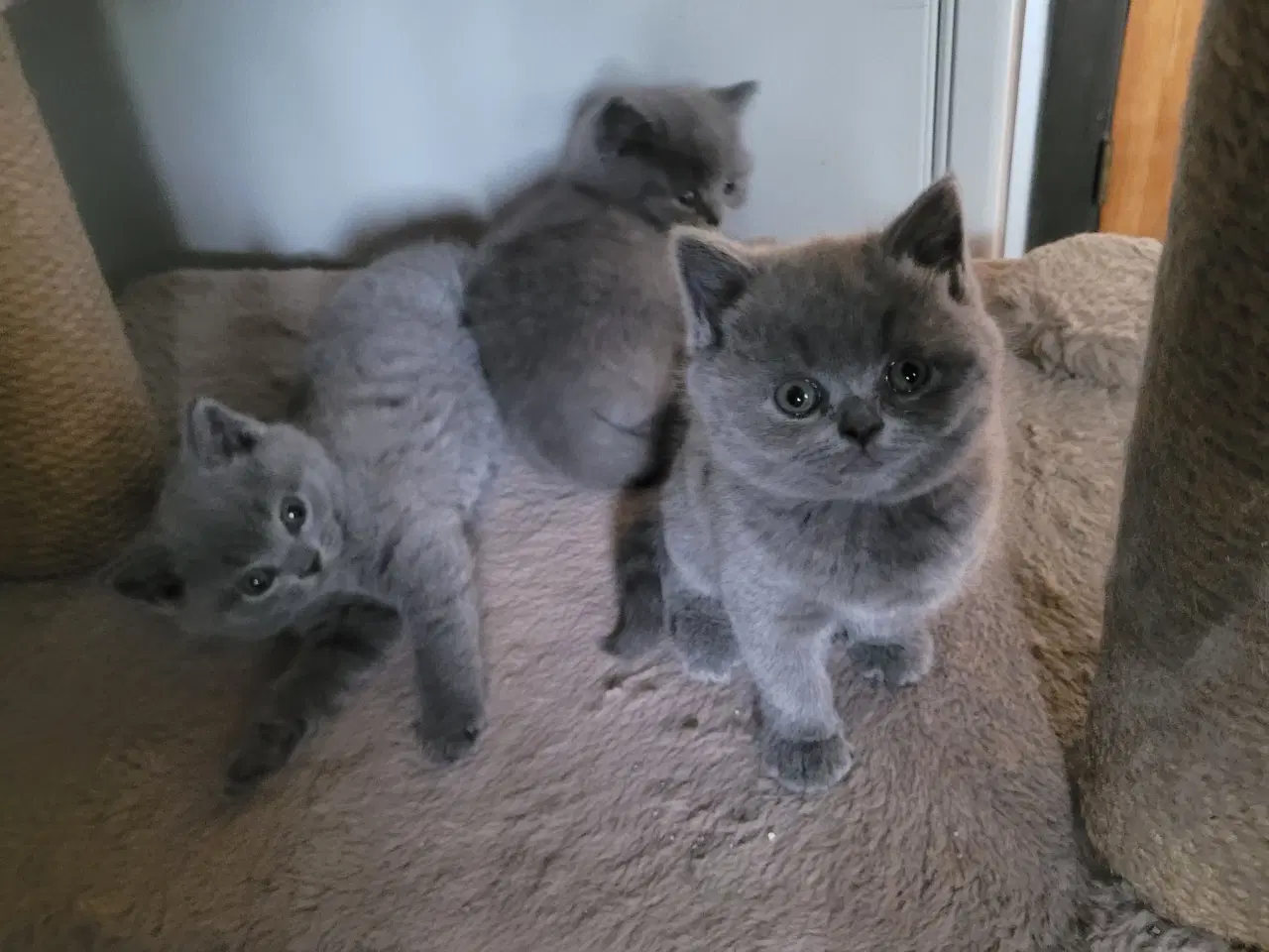Billede 1 - British Shorthair blå