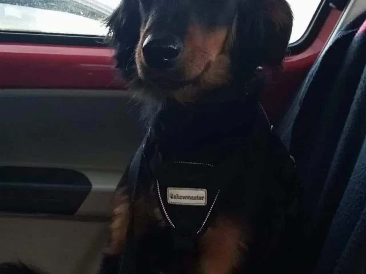 Billede 16 - Smukke milde kærlige Ozzy