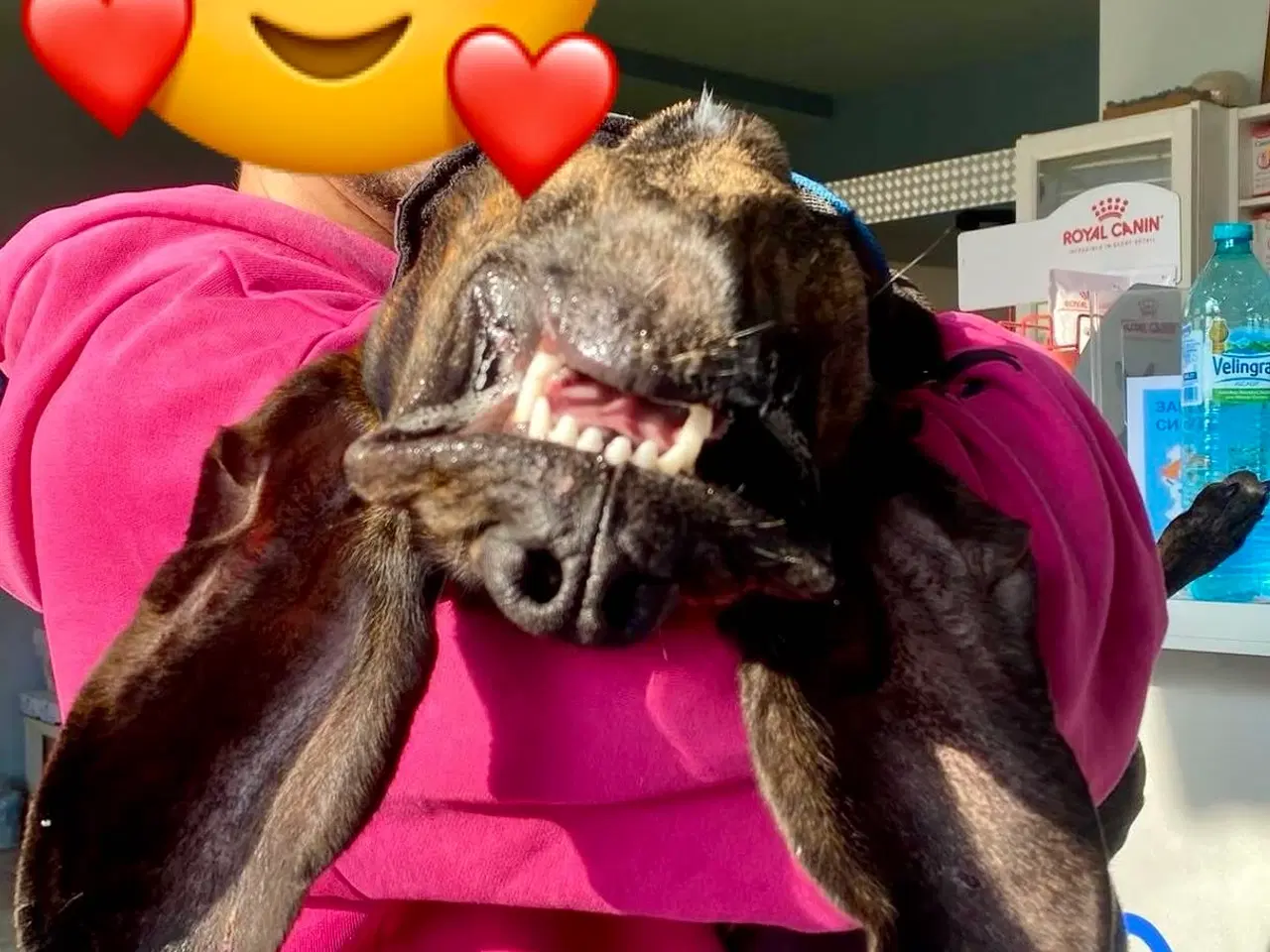 Billede 11 - Dejlige, finurlige Rollo søger ait ønskehjem 🏡💝