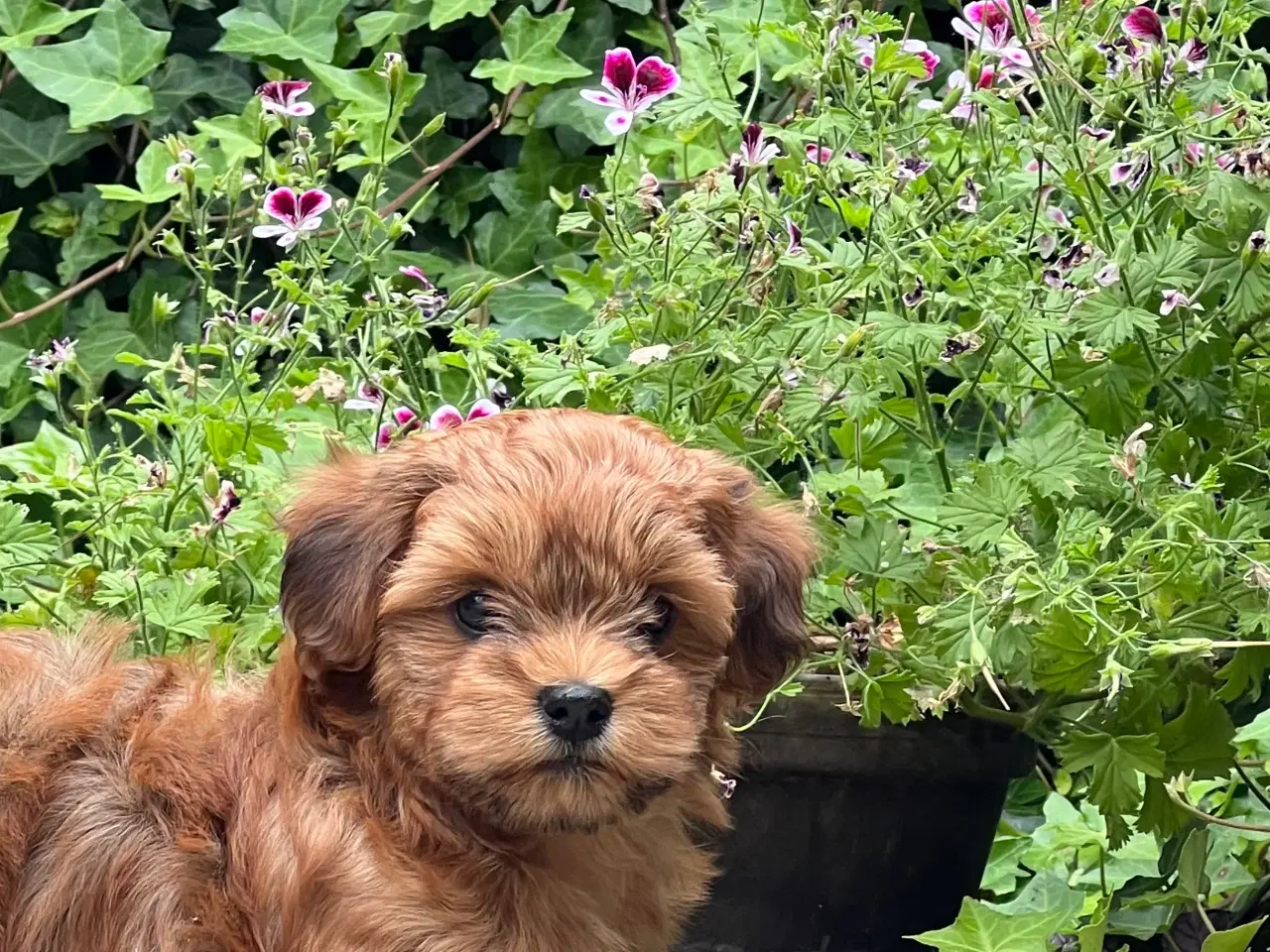 Billede 10 - 🧡Sød & Smuk Bichon Havanais 🧡