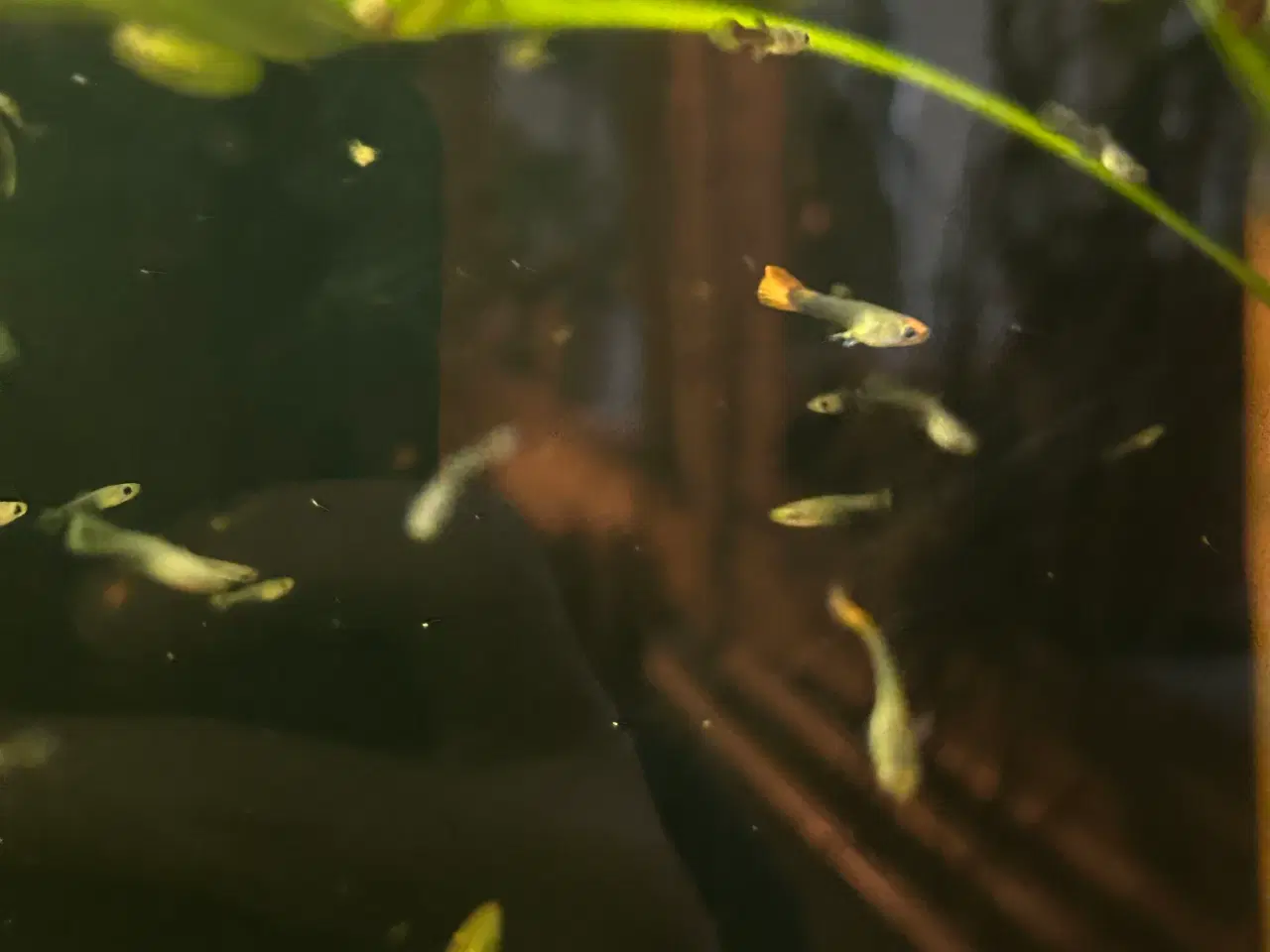 Billede 1 - ❤️🐟 Rednose Dumbo Guppy – Smuk Kontrast (unger)