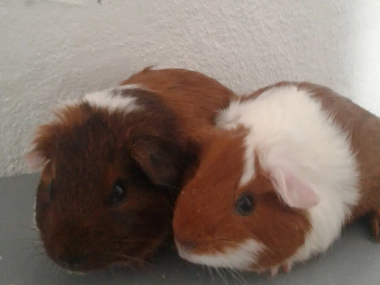 Billede 5 - Marsvinunger - De bedste kæleracer 