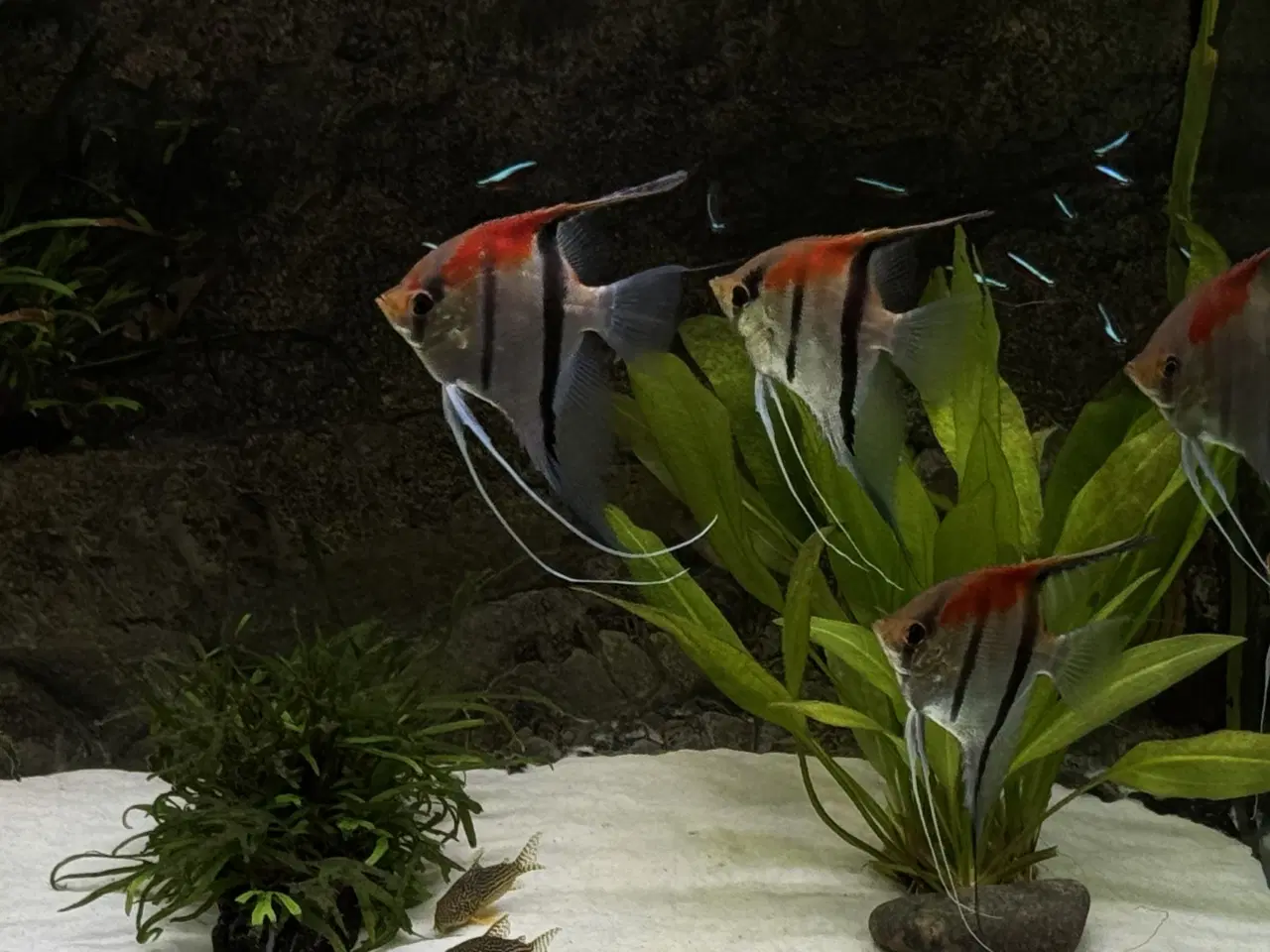 Billede 4 - Discus & Scalare sælges 