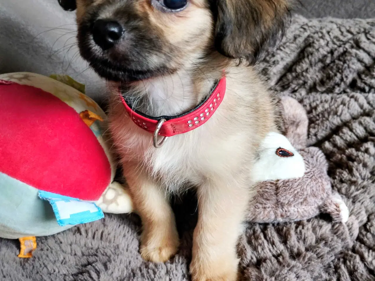 Billede 3 - Dejlige små race blandinge