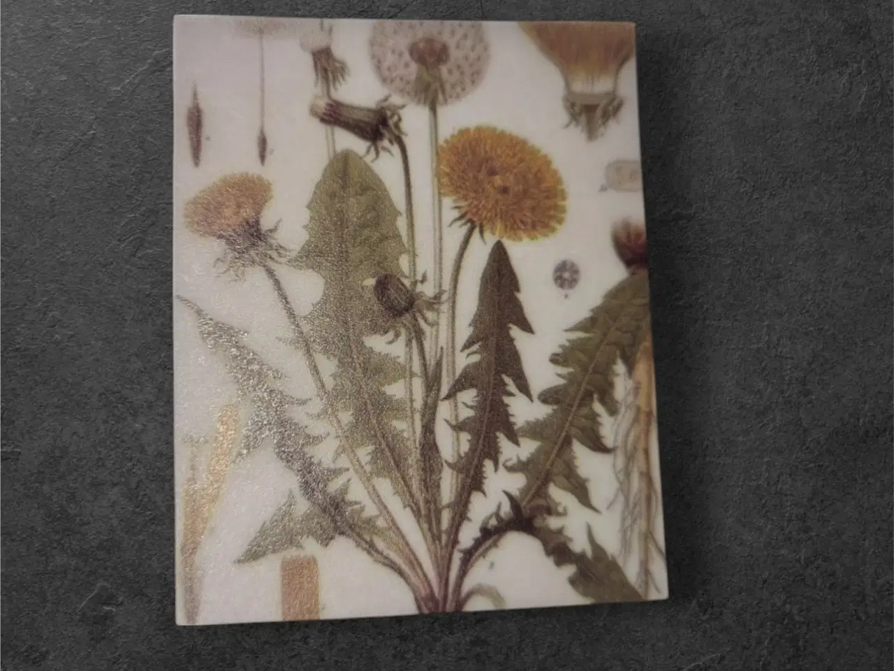 Billede 1 - Botanisk mini-tryk: Mælkebøtter i forvandling