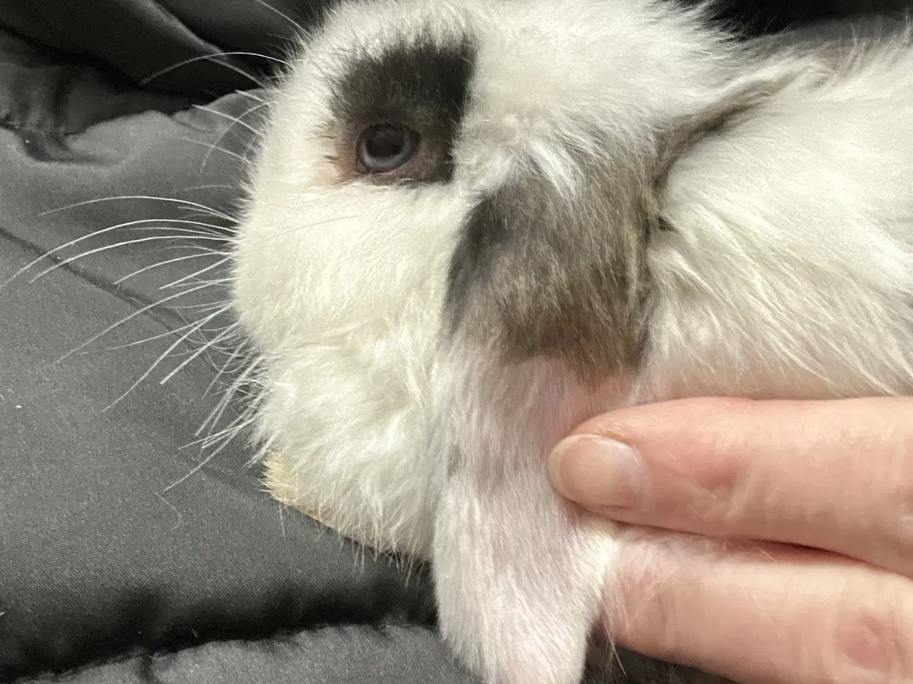 Billede 6 - Minilop hun kaninunge