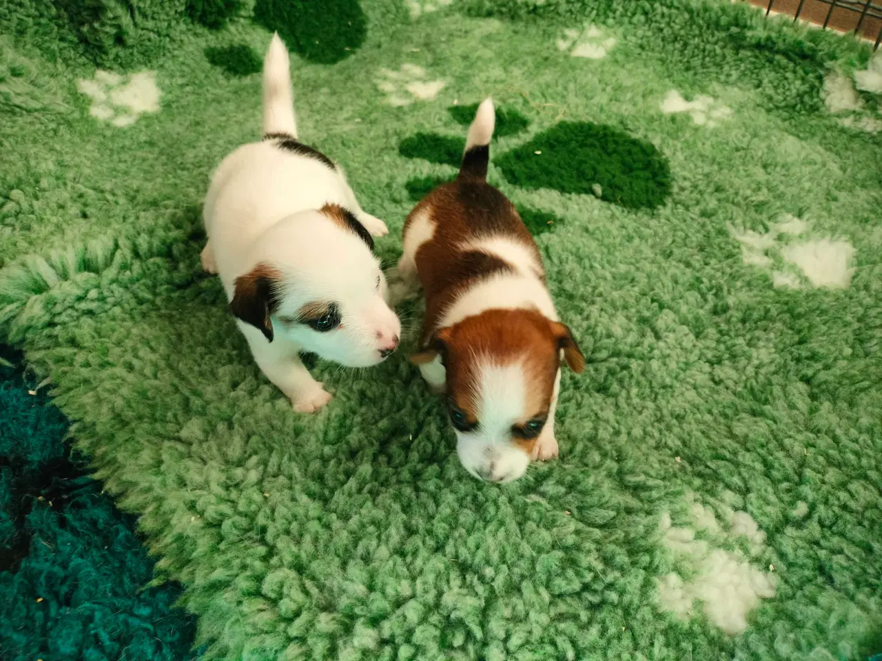 Billede 3 - Jack Russell hvalpe
