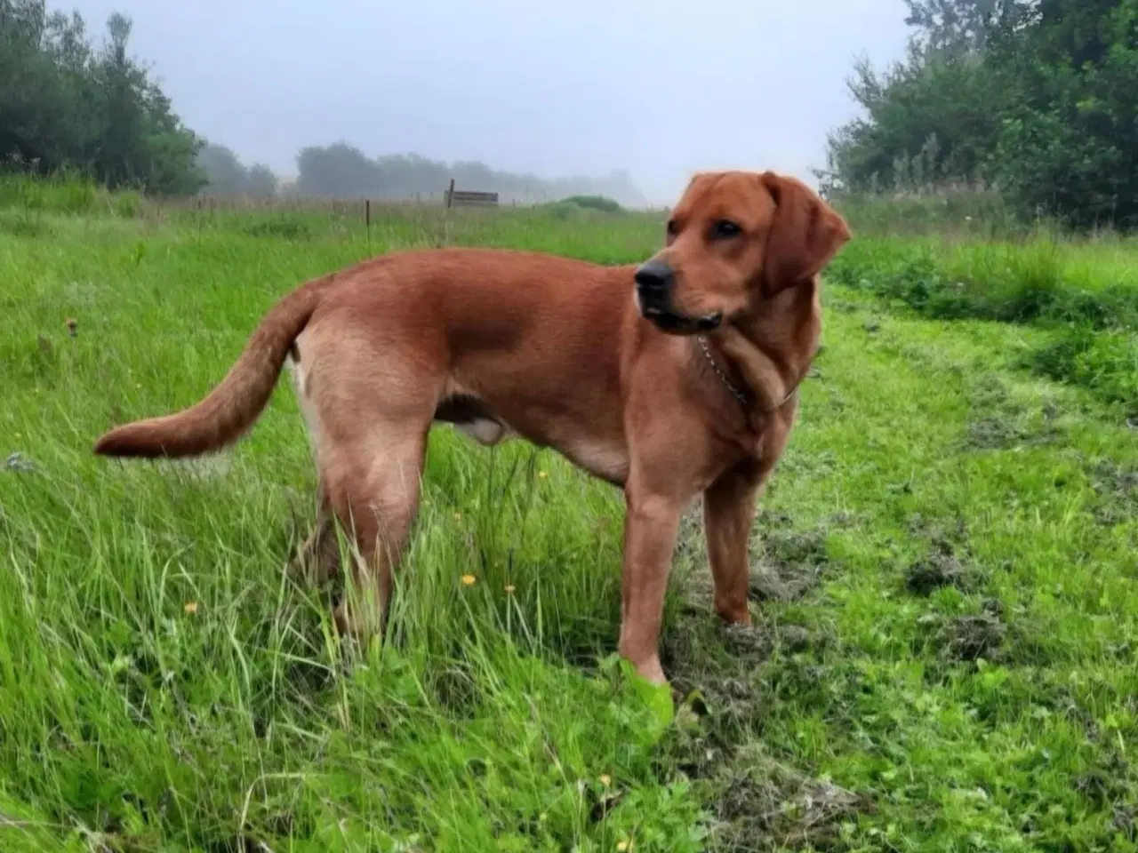 Billede 8 - Fox red Labrador hvalpe