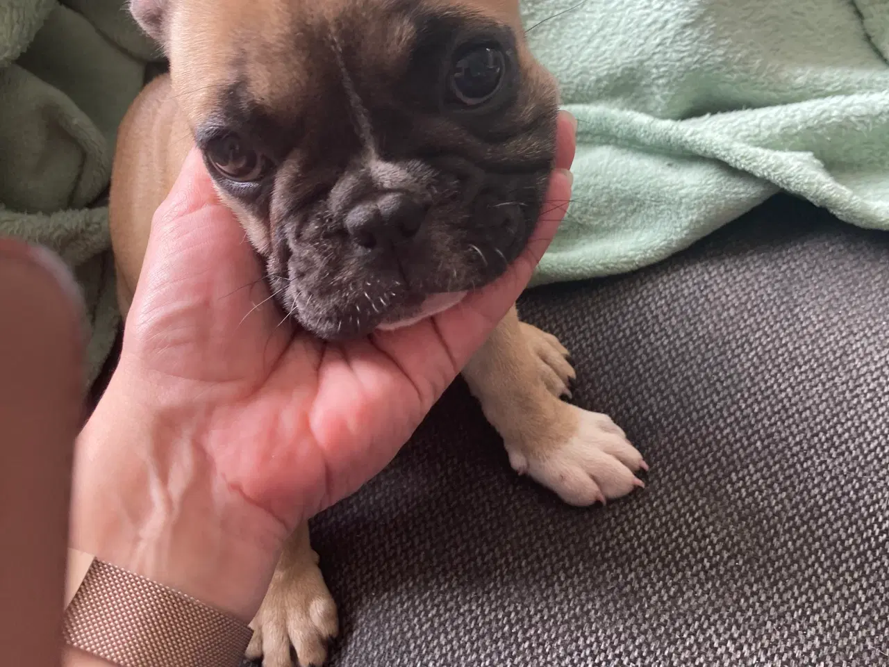 Billede 1 - Fransk bulldog hvalp