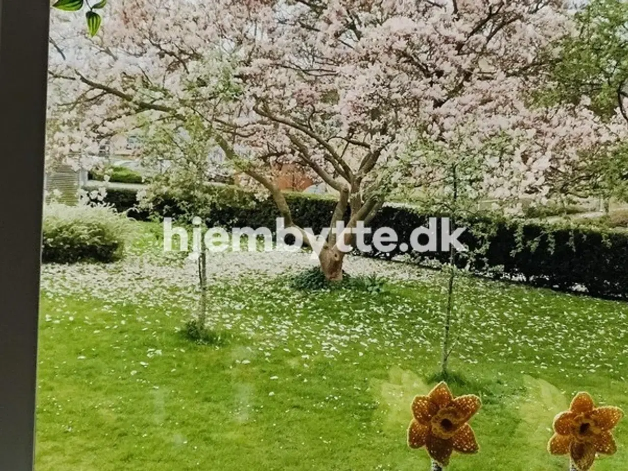 Billede 1 - Hjembytte - Hagavej